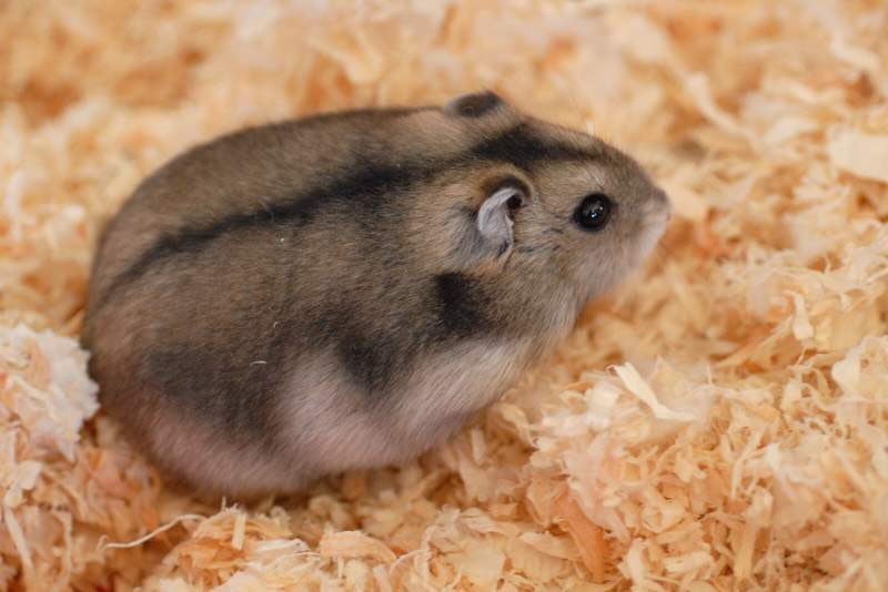 I really hope we see more hamsters in future games or updates, theres 20 species of hamsters and so many possibilities! Campbell’s dwarf hamster is one of my favorites and i would love to see one in the game!