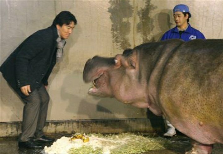 水曜は定休日です カッコいいやつ列伝6 デカ カバ子 カバヤのマスコットキャラクターとして連れて来られ トラックで全国行脚させられたり 動物園を転々とさせられたりと苦難の生涯だったが どこへ行っても人気者で 国内最長寿記録 58歳 を樹立し 水曜は定休日です カッコいいやつ列伝6 デカ カバ子 カバヤのマスコットキャラクターとして連れて来られ トラックで全国行脚させられたり 動物園を転々とさせられたりと苦難の生涯だったが どこへ行っても人気者で 国内最長寿記録 58歳 を樹立し