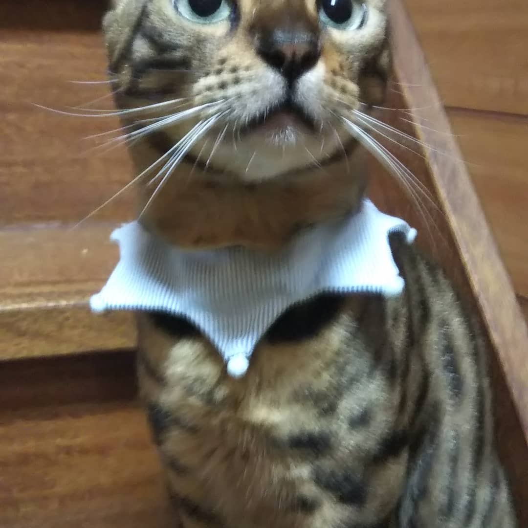 ozakinotofu's tweet photo. ベンガルは無関係だがピエロにしてみた。 https://t.co/0WfAN7bX34