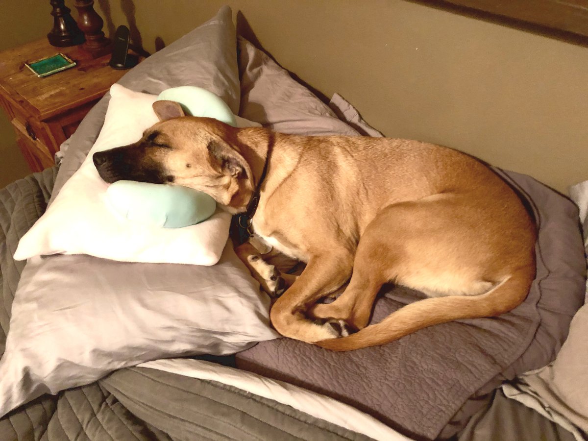 BacktoBeautyS's tweet photo. DON'T GIVE YOURSELF WRINKLES WHILE YOU SLEEP!
Watch this #BackSleeping tutorial video
https://t.co/NsJI1Awe6k
Because jowls, bags under the eyes and facial #wrinkles may look adorable on this pup...But on humans, not so much! #BackToBeauty #AntiWrinkle #BeautyPillow #BeautySleep https://t.co/rTJrBrGGFM