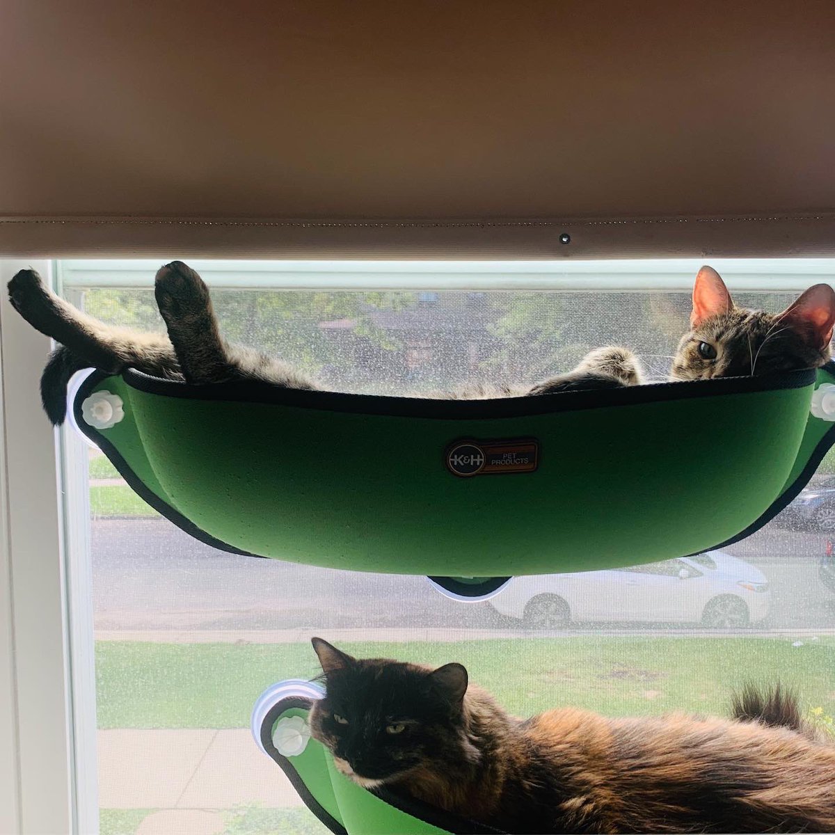 shesparticular's tweet photo. Always a cuddle puddle #FloraAndFauna #EASAlumni #RememberMeThursday #AdoptDontShop #Tabby #Tortie #BondedPair #SnugglePond https://t.co/jcy2QefIfG