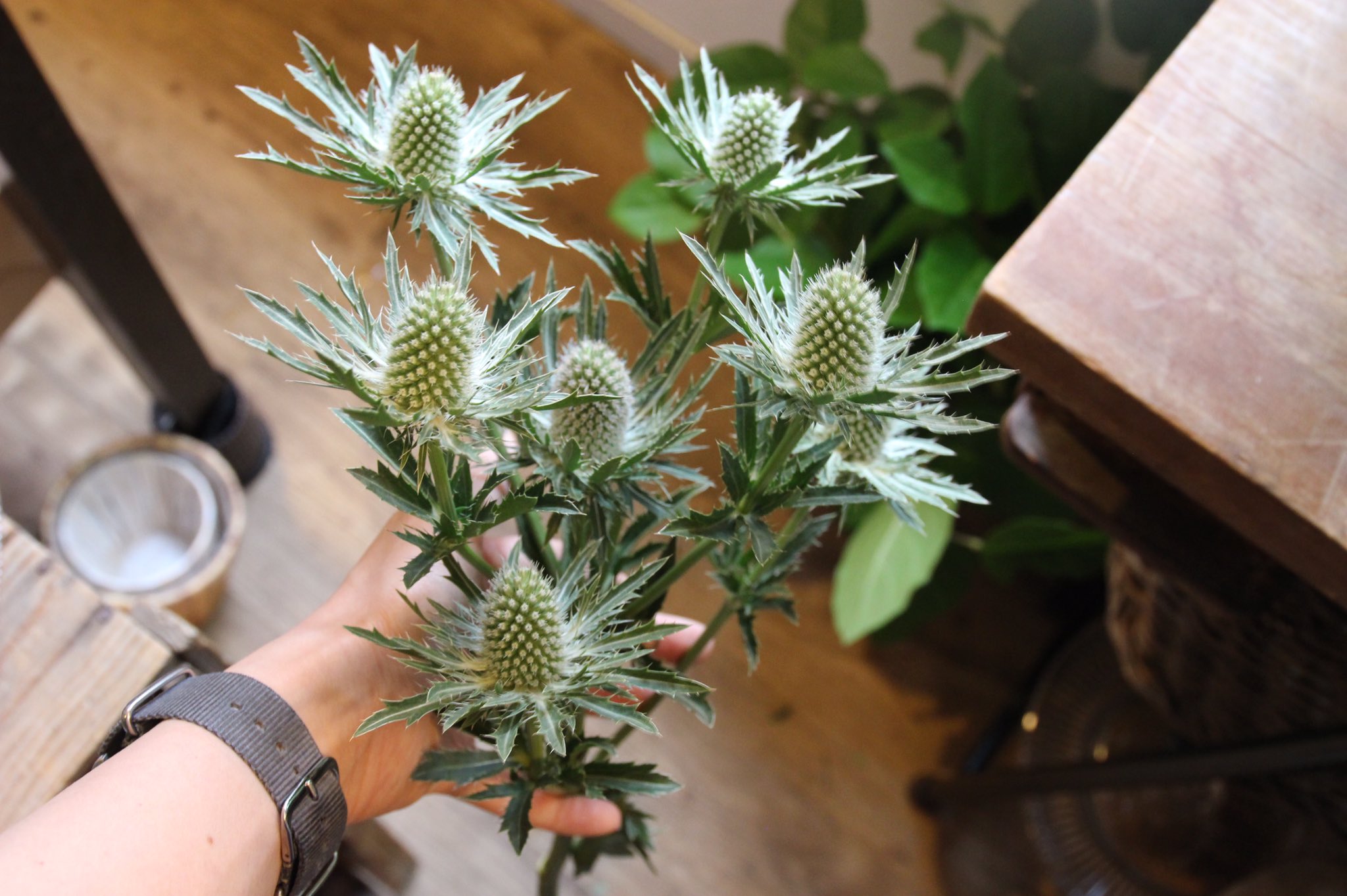 川越花屋 Konoha 仕入れに出まして切り花入荷 今日はワレモコウ氏が輝いてました Konoha 19時まで開けております 花屋konoha 川越花屋 花のある暮らし はながすきすぎる 花贈り ドライフラワー 切り花 T Co V36tg94gxl Twitter