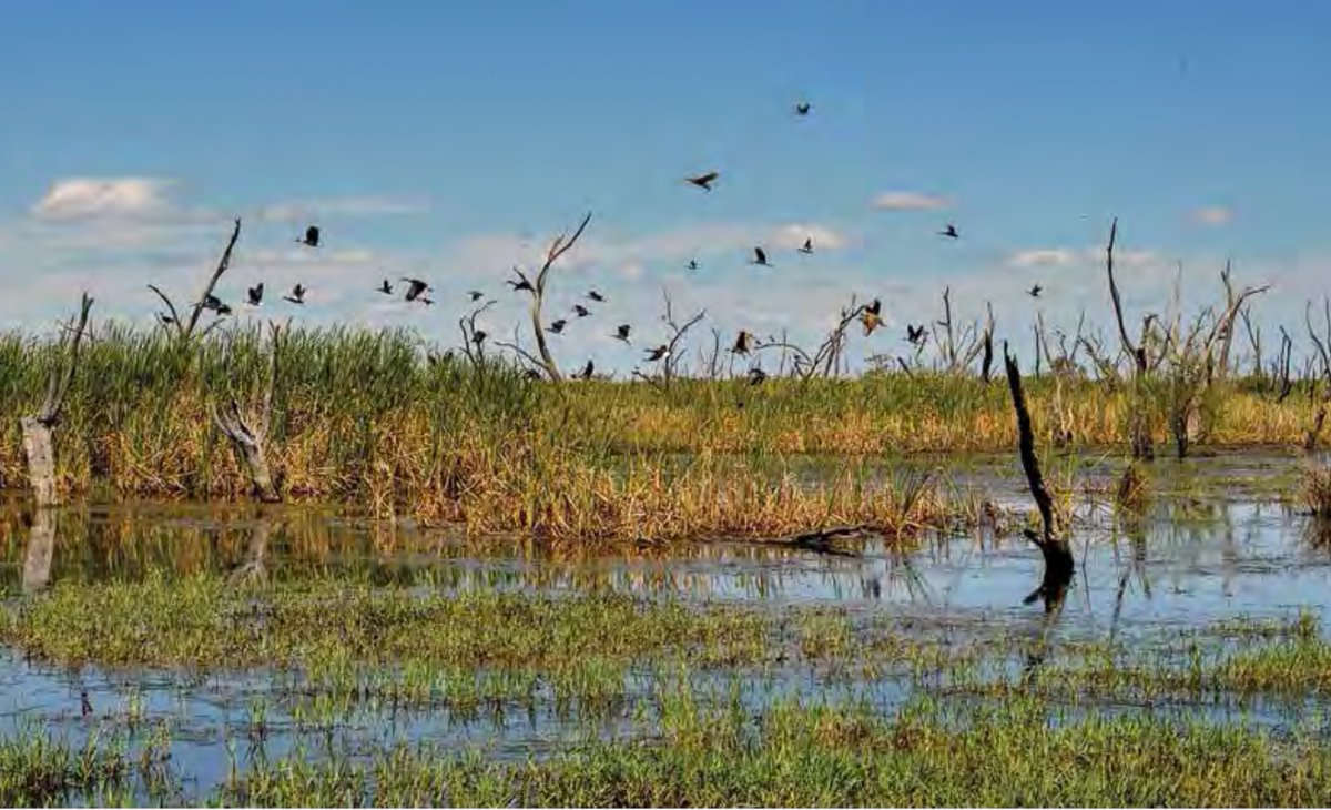 HELEN MCAFEE (@blackdouglas) on Twitter photo FISH KILLS FIRST, BUT NOW THE NSW WATER THIEVES HAVE THEIR EYES ON LAKE MENINDEE'S BIRDS! THEY ARE PLANNING TO UNLAWFULLY STEAL THIS WATER AND DRY OUT THE LAKE!! <a href="/friendlyjordies/">friendlyjordies</a> <a href="/greencate/">Cate Faehrmann 🌏🐨</a> <a href="/justinrfield/">Justin Field</a> FISH KILLS FIRST, BUT NOW THE NSW WATER THIEVES HAVE THEIR EYES ON LAKE MENINDEE'S BIRDS! THEY ARE PLANNING TO UNLAWFULLY STEAL THIS WATER AND DRY OUT THE LAKE!! <a href="/friendlyjordies/">friendlyjordies</a> <a href="/greencate/">Cate Faehrmann 🌏🐨</a> <a href="/justinrfield/">Justin Field</a>