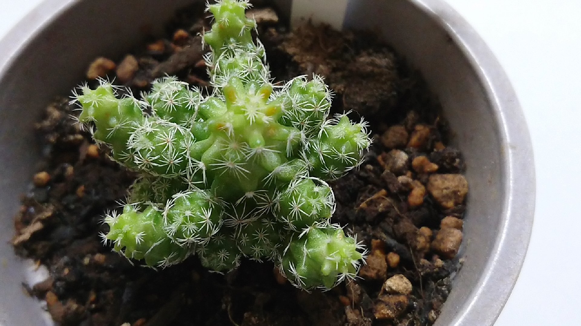 あやにゃむ ミシン以外もやる 最近サボテンに黄色い斑点があるんだけどこれって病気なのかなー サボテン 観葉植物 マミラリア T Co Wpchce5w Twitter あやにゃむ ミシン以外もやる 最近サボテンに黄色い斑点があるんだけどこれって病気なのかなー サボテン 観葉植物 マミラリア T Co Wpchce5w Twitter