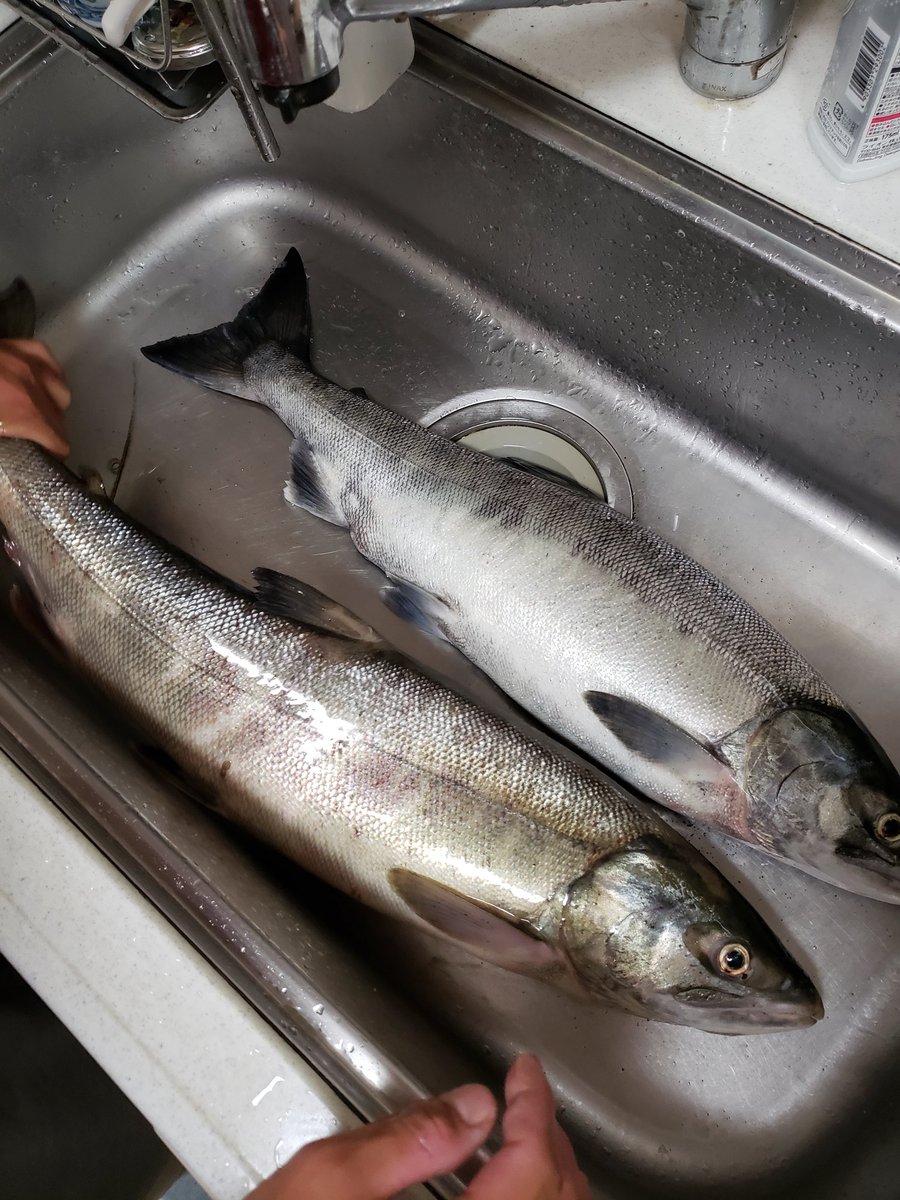 さすがに読める 鮏 なんと読む 魚漢字クイズ Yahoo Japan