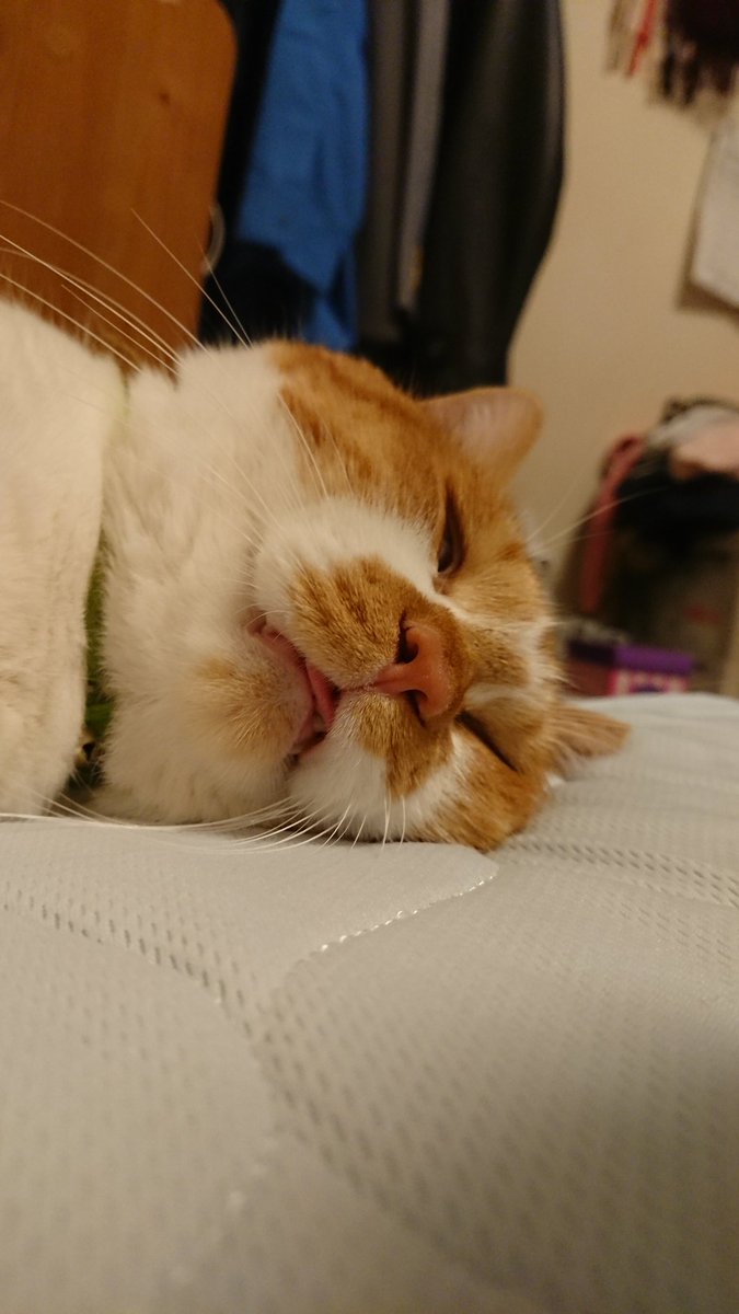 Rairai 寝顔がブサイク イビキもしてる でも可愛い 保護猫 猫のいる暮らし 猫好きな人と仲良くなりたい 猫好きさんと繋がりたい 寝顔 Rairai 寝顔がブサイク イビキもしてる でも可愛い 保護猫 猫のいる暮らし 猫好きな人と仲良くなりたい 猫好きさんと繋がりたい 寝顔
