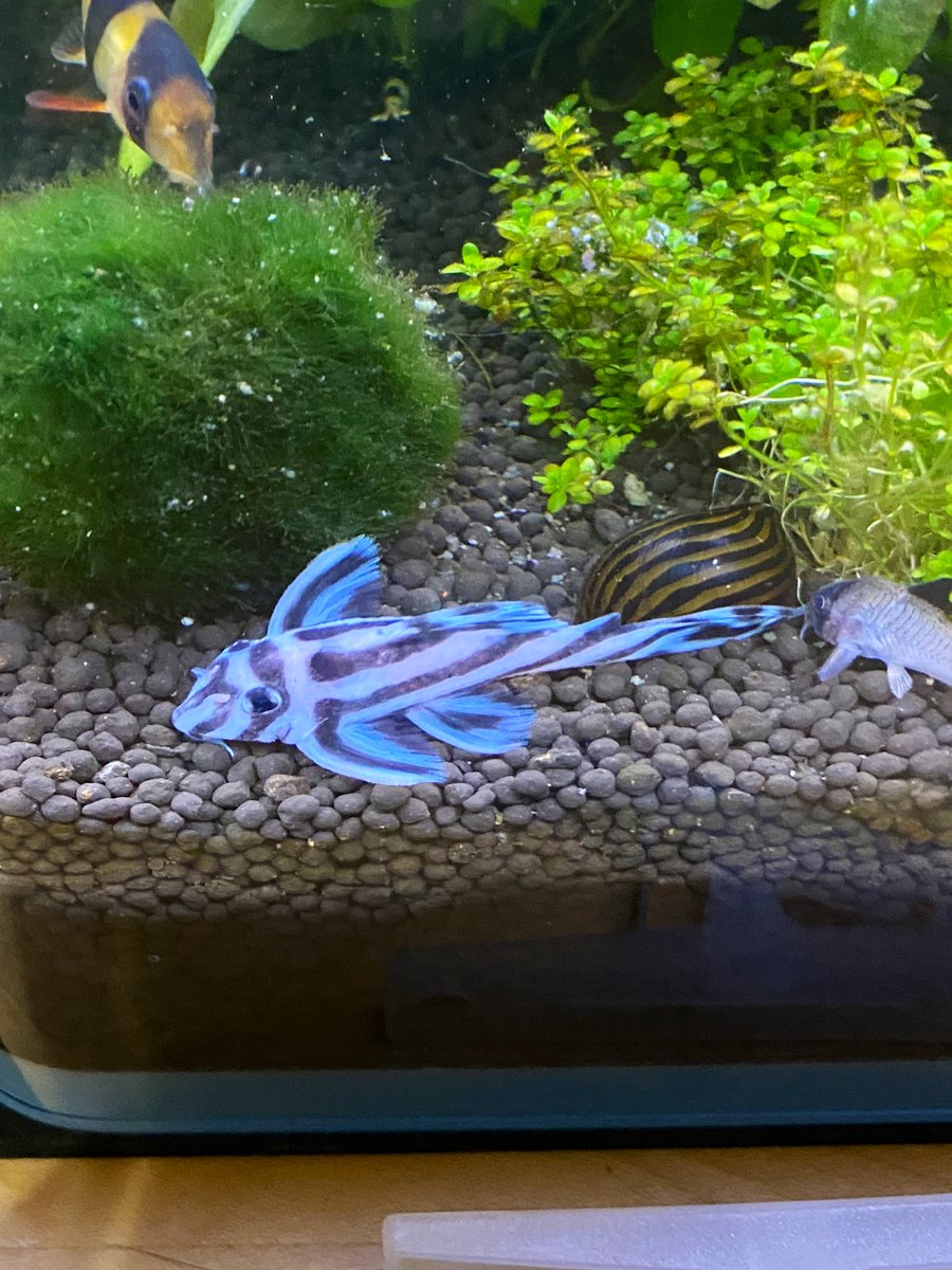 nakamura88_ 今居るのはインペリアルゼブラプレコというのみたいで