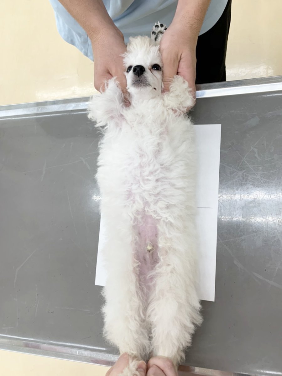 穴吹ビジネス専門学校 動物系学科 Auf Twitter 10 3 土 のオープンキャンパスのテーマは 保定 です 動物看護師さんのお仕事に興味のある方はぜひお越しくださいね T Co Lqvysbipxc 穴吹ビジネス専門学校 動物系学科 Auf Twitter 10 3 土 のオープンキャンパスのテーマは 保定 です 動物看護師さんのお仕事に興味のある方はぜひお越しくださいね T Co Lqvysbipxc