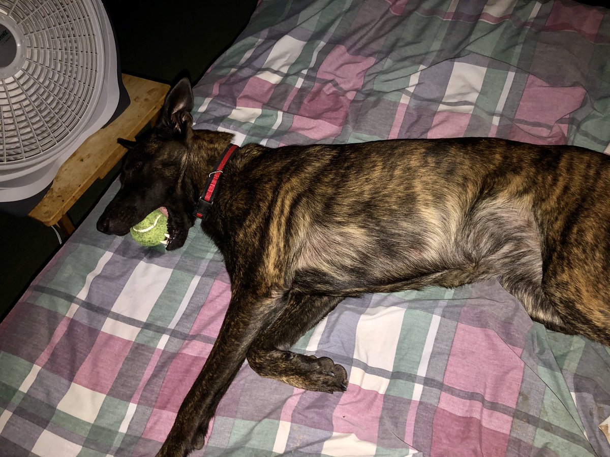 Yep I’m spoiled sleeping right in front of the fan on my own sheet which mom said us to keep dirt and hair off her bed spread but I know it’s becauseIm special and it’s all mine!