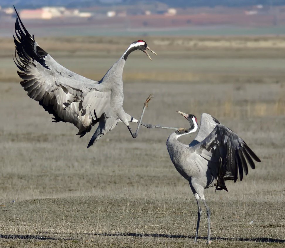 2020 may try to break us: Let it also wake us.

Call for creative work--MMXX CE: 2020 in Poetry buff.ly/365mOrZ

Thanks to Santiago Lacarta for the photo. And heaps of gratitude to Sandra Fees, whose work was published in Quiddity’s current issue: buff.ly/360mlHs