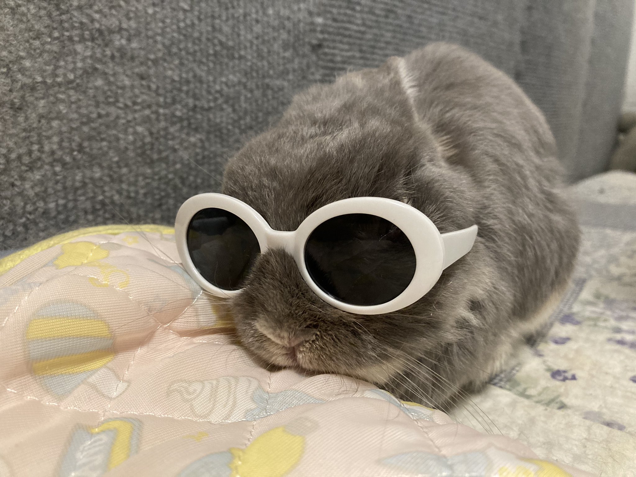 やんちゃうさぎ Twitter Search Twitter
