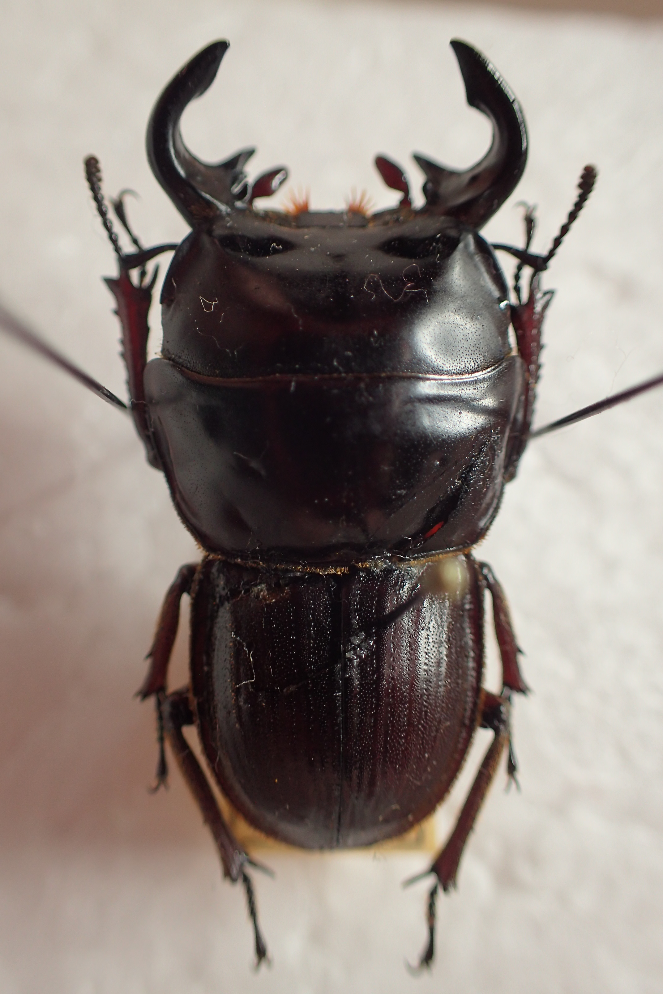 Bug's collector on X: 