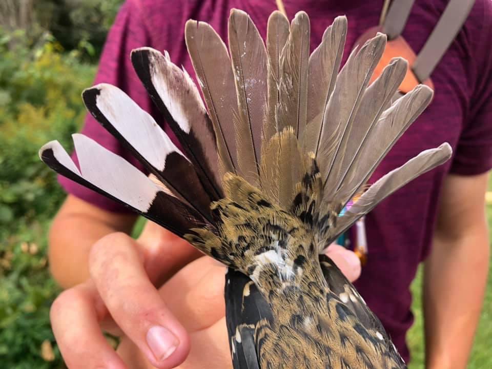 evornithology's tweet photo. 🤯 Check out this gynandromorphic grosbeak they caught at Powdermill! 

📷: Powdermill Nature Reserve FB page https://t.co/sqibxmaAXn
