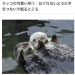 きっと今以上にラッコが好きになるかも？ラッコの可愛いところ4選!