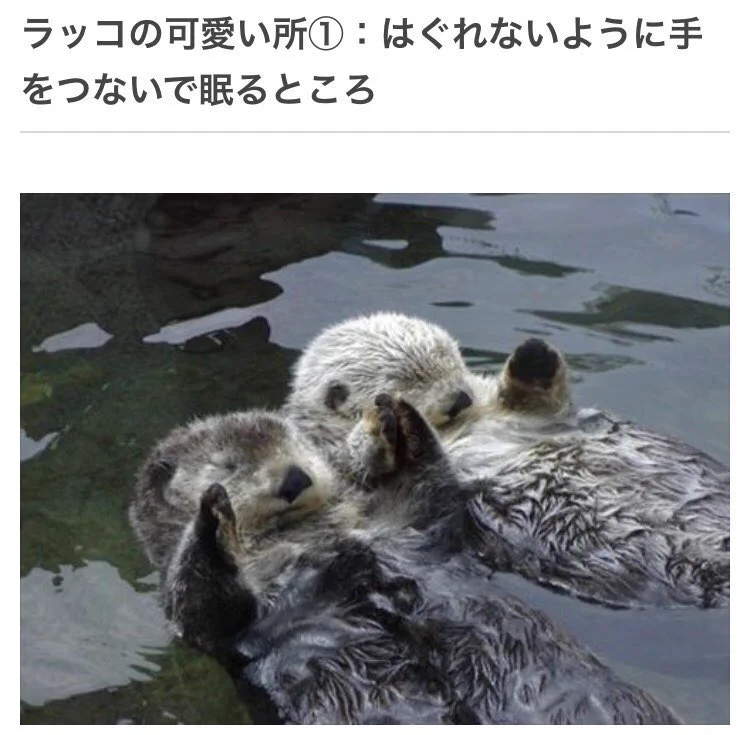 きっと今以上にラッコが好きになるかも？ラッコの可愛いところ4選！