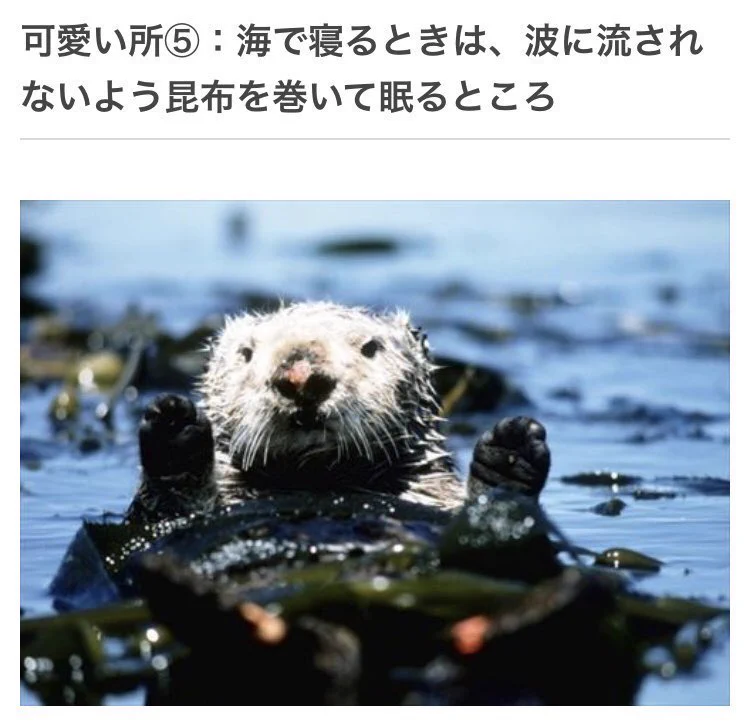 きっと今以上にラッコが好きになるかも？ラッコの可愛いところ4選！