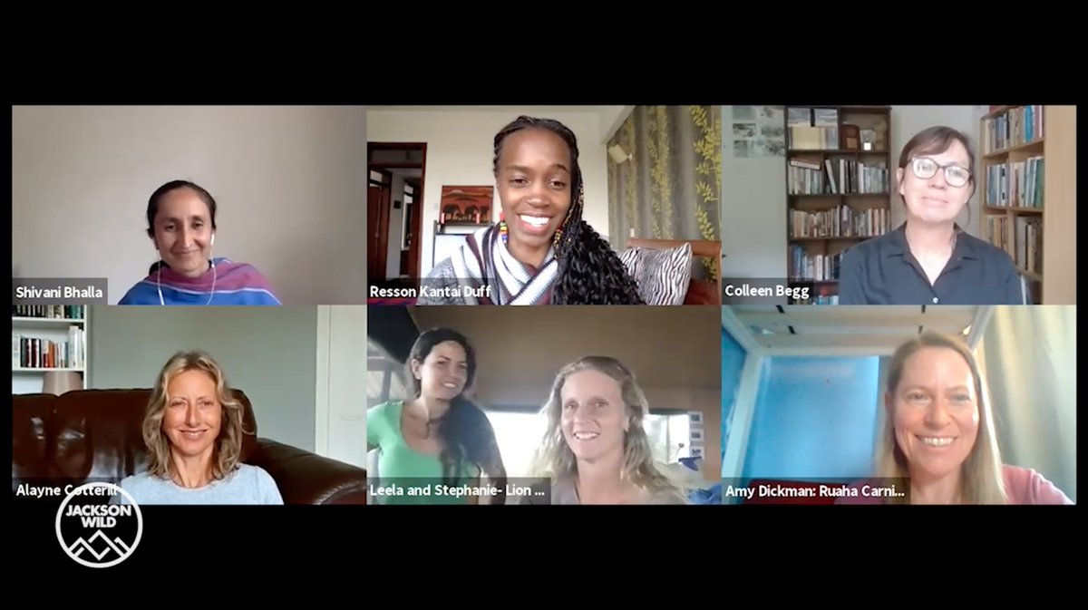 LionAlliance's tweet photo. If you are attending this year's @JacksonWild virtual summit, make sure to check out Pride's session on Improving Conservation Impact through Collaboration and Inclusion. This is real-talk. Big thanks to @RessonKD for moderating and contributing to this important conversation. https://t.co/DNDA7VYsqZ