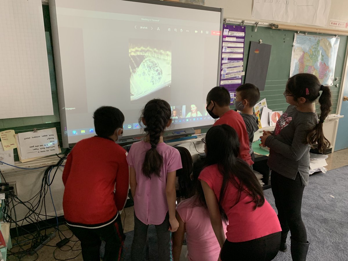 bibliosmartgirl's tweet photo. Thank you @KinderVets and Dr. Jessica from Ottawa for an amazing presentation today about veterinary medecine via @MicrosoftTeams My classed loved it! They particulary enjoyed 'Guess what is goining on in this x-ray.' Look how engaged they are. #STEMeducation #STEM https://t.co/aFcHi8wqcW