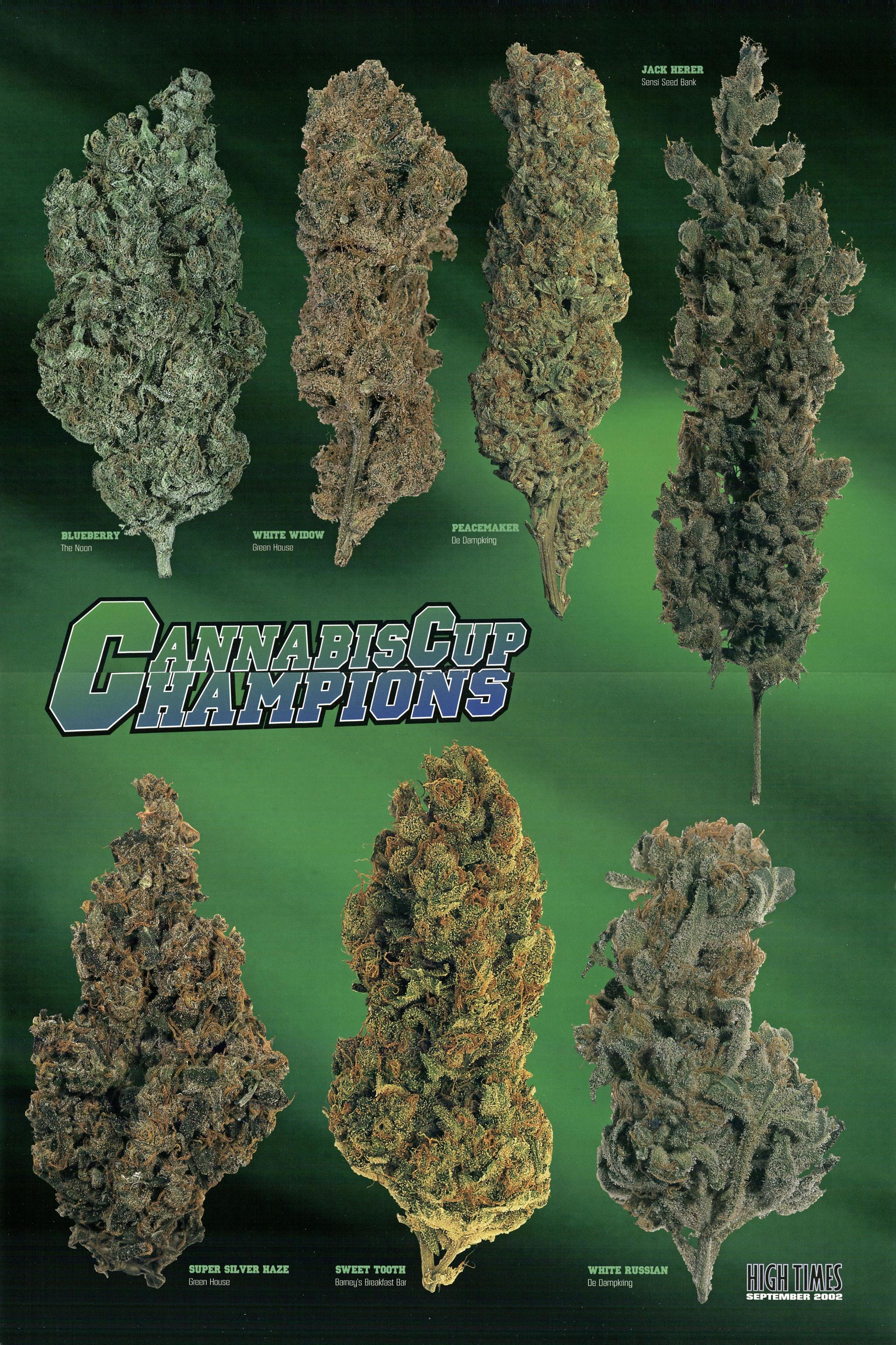 Buy Jack Herer Auto Feminised Seeds from Seedsman at Seedsman- Seedsman