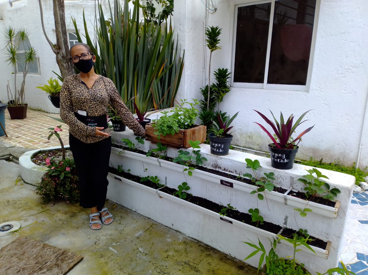 DMAS_Xalapa's tweet photo. Nuestras queridas Brenda, Martha, Paty y Lizzy nos comparten estas bonitas fotos de sus huertos; cada día son más y más las personas con #Huertos urbanos en #Xalapa, visita nuestra página, inscríbete y únete a la comunidad: https://t.co/lN6y1tLNyU
#DMAS
#DByCC
#DAyEA https://t.co/sqtRfaL7S8