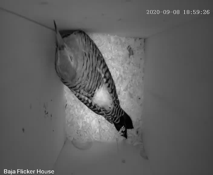 After its attack by a possible other flicker, the flicker has settled down to sleep... in a DIFFERENT CORNER!95% of the time it sleeps with its beak in the lower right corner. Is this the original flicker? Or the other one?? Things were moving fast; it was hard to keep track.