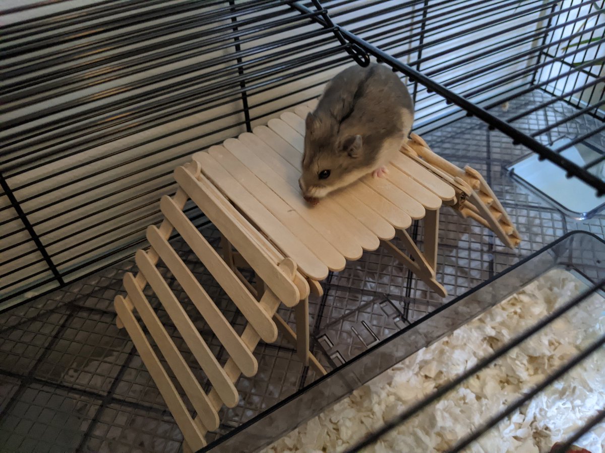 therezzza's tweet photo. just a girl, her hamster (Pancake - he/they), and the things she creates from craft sticks and glue https://t.co/4SuO9CU8KV