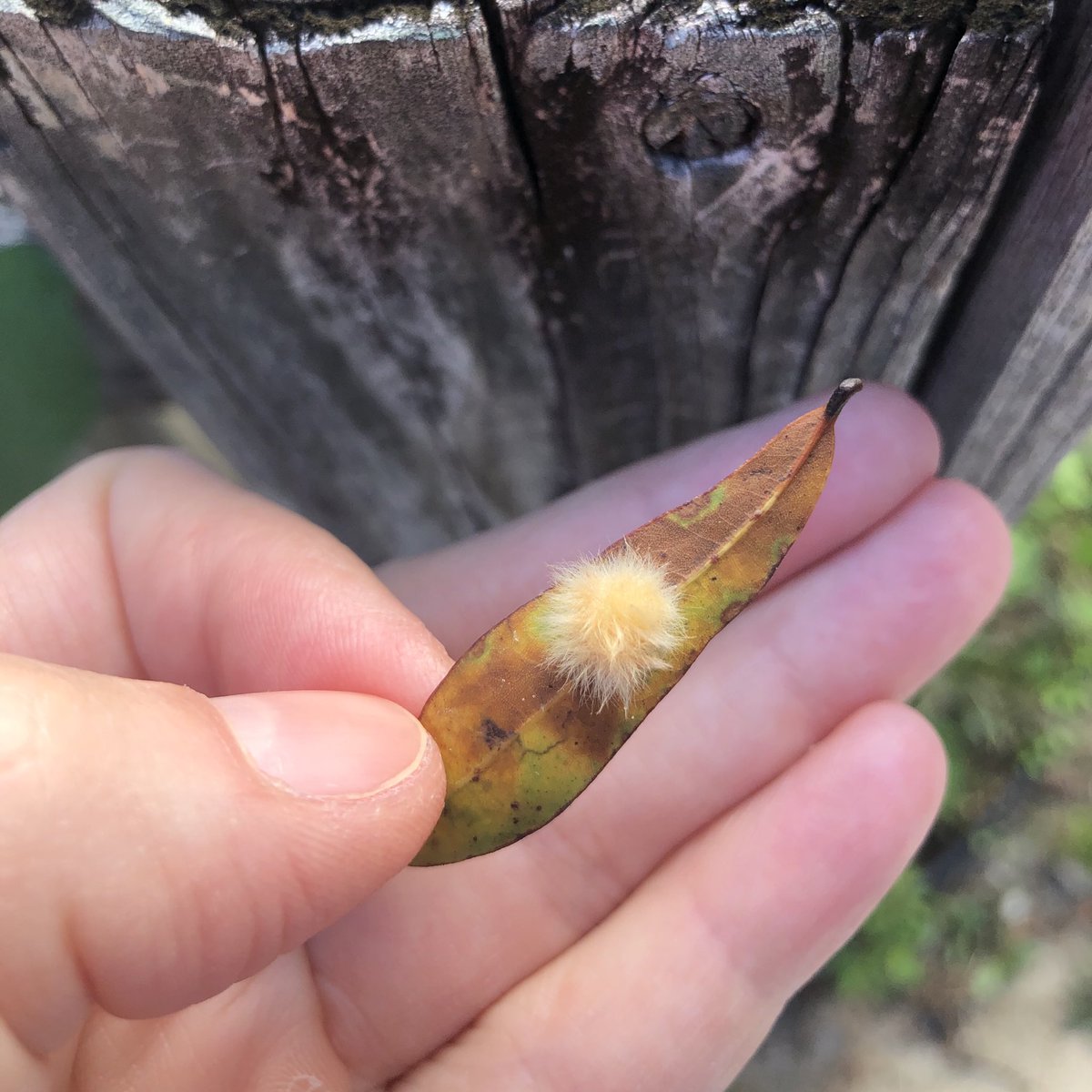 sustainfl's tweet photo. Entomologists, what is this Hufflepuff of a egg sack? What lovely creature will this become? ⁦@LMDiepenbrock⁩ ⁦@JGillettKaufman⁩ https://t.co/ojlyf9GIx0
