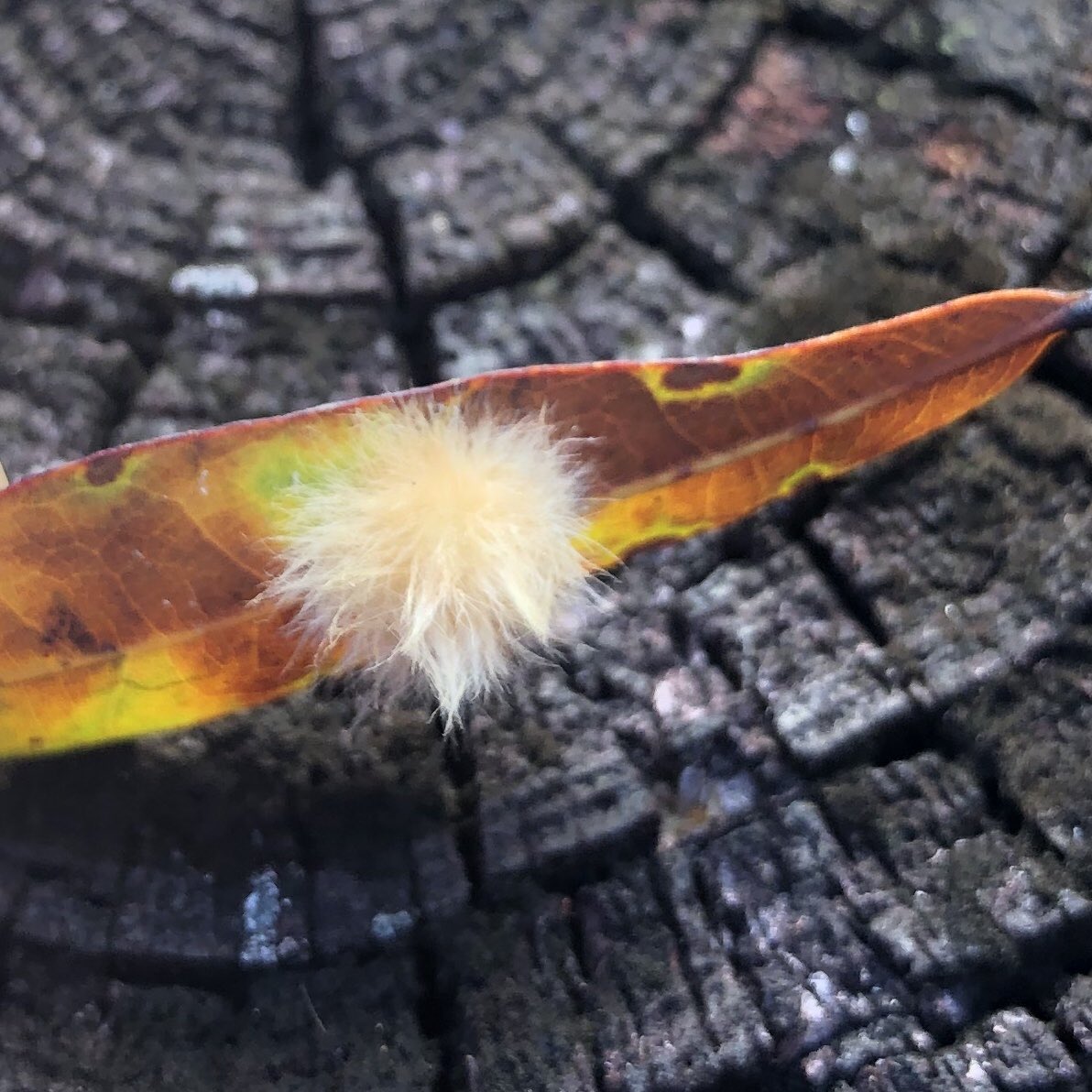 sustainfl's tweet photo. Entomologists, what is this Hufflepuff of a egg sack? What lovely creature will this become? ⁦@LMDiepenbrock⁩ ⁦@JGillettKaufman⁩ https://t.co/ojlyf9GIx0