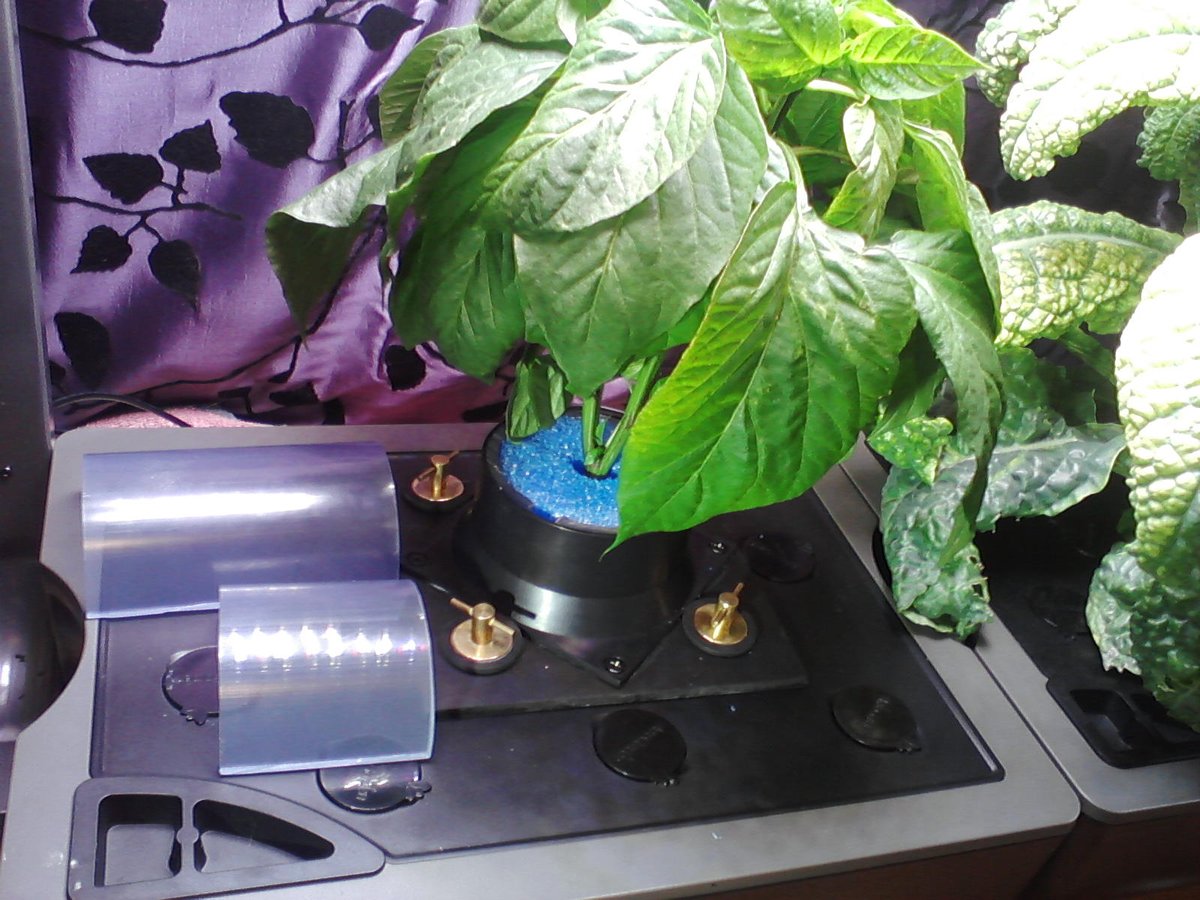 188)  #Aerogarden pepper holder update. Since I purchased 2 cylinders in case I messed up 1 (I didn't), I decided to experiment w/2nd.I now have 3 sets to use: 5", 3", & 2". The 2" is installed now so I can determine if/when I need to go incrementally taller as the plant grows..