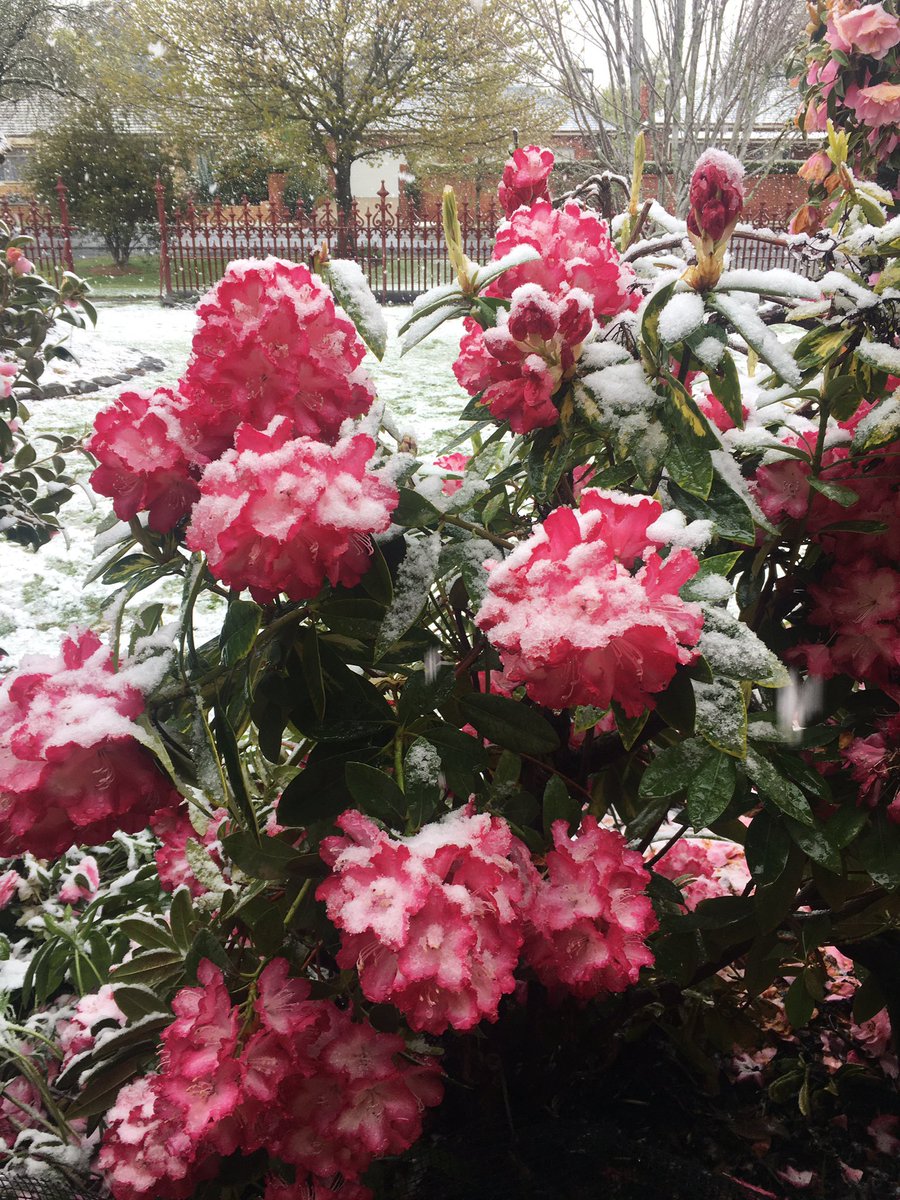 ReadabilityAus's tweet photo. This snowy wonderland makes the cold worthwhile #Ballarat #snowinseptember https://t.co/lBY1PA4cRP