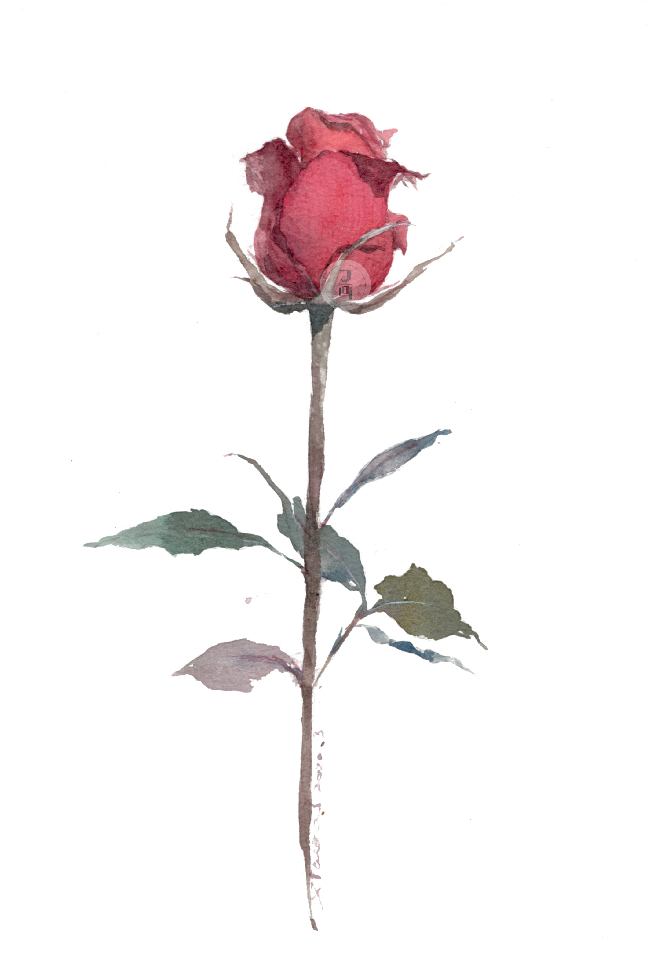 Twitter 上的又画教育 水彩 玫瑰花 水彩画 水彩フレーム 水彩 Watercolor Roses T Co Txwimdwtj9 Twitter