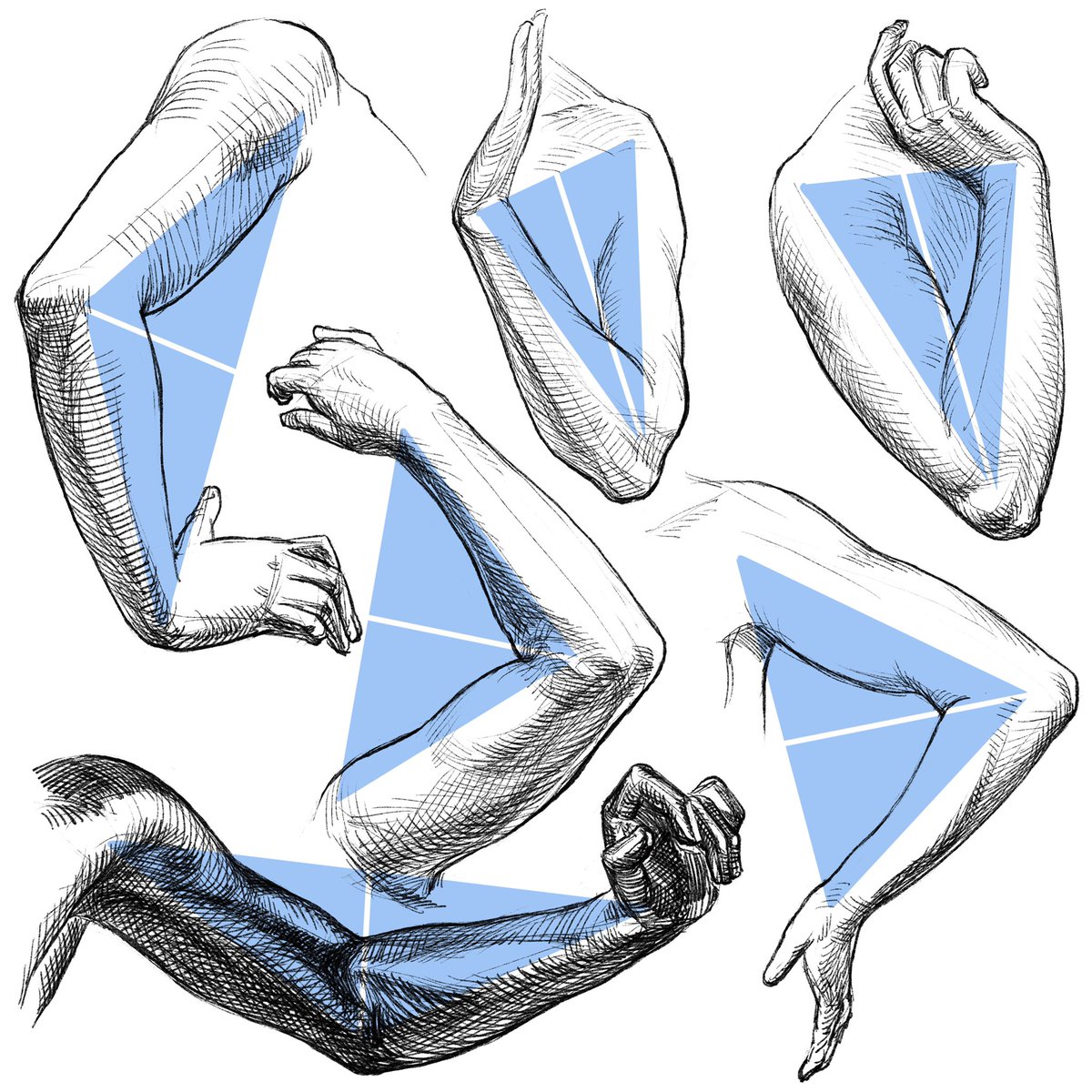 伊豆の美術解剖学者 腕を曲げたときの三角形の空間 肘の頂点から引いた補助線は 肩 手首間の二等分線 T Co Npbhrl9s9y Twitter