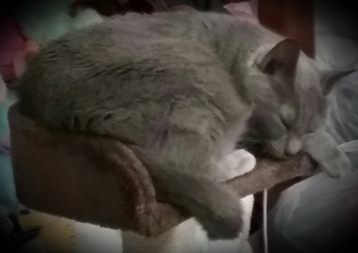ButterflyBon422's tweet photo. 💜BeeGee does peace...🌹
#OhToBeACat https://t.co/y36fut8Jii