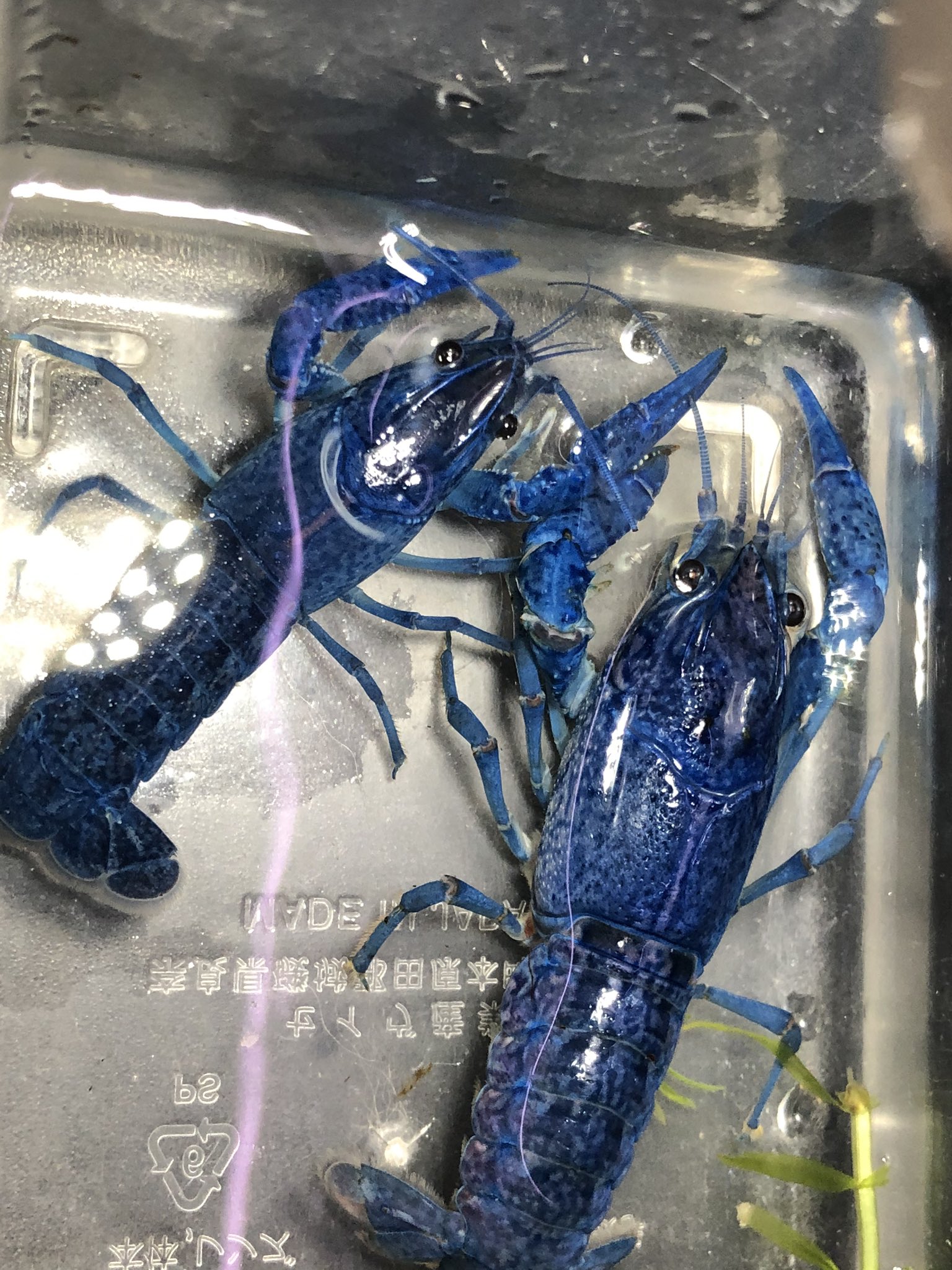 ラマシーꉂꉂ ๑ 11月2日のザリガニ規制までカウントダウン 抱卵まであと何日なのか ギリギリ Amp ワクワクの攻防戦 ザリガニ ピグマ フロリダブルー T Co M3nw7v18h5 Twitter