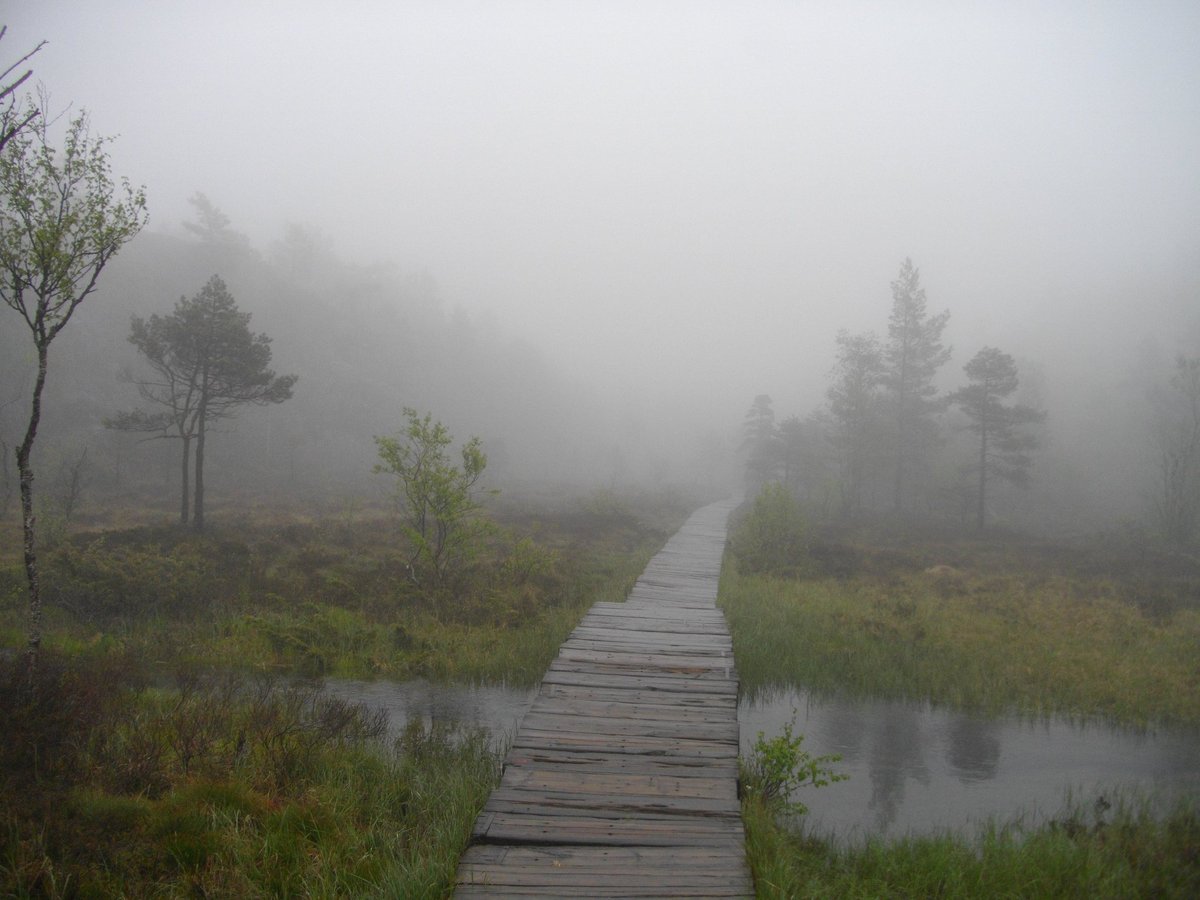 Freelikebirdy's tweet photo. Spooky walk through the Norwegian  Woods 🇧🇻 #ThrowbackThursday #norwegianwood #travel #backpacking #norway https://t.co/YEW7D2nzlX