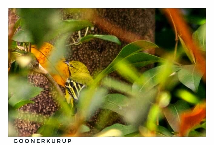 HSKurup's tweet image. Blending in..
#IndiAves
#BirdsofIndia
#Commoniora