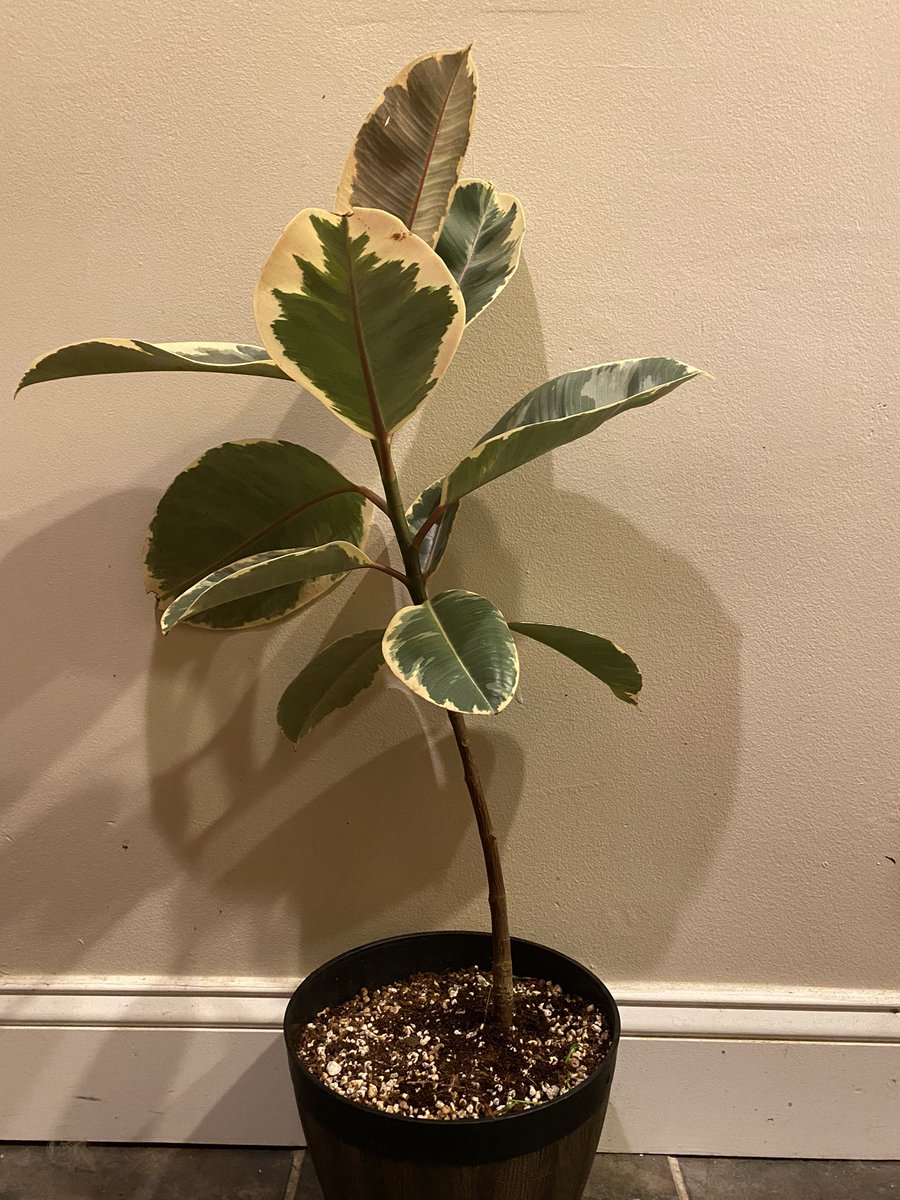 CalmingLeaf tweet picture