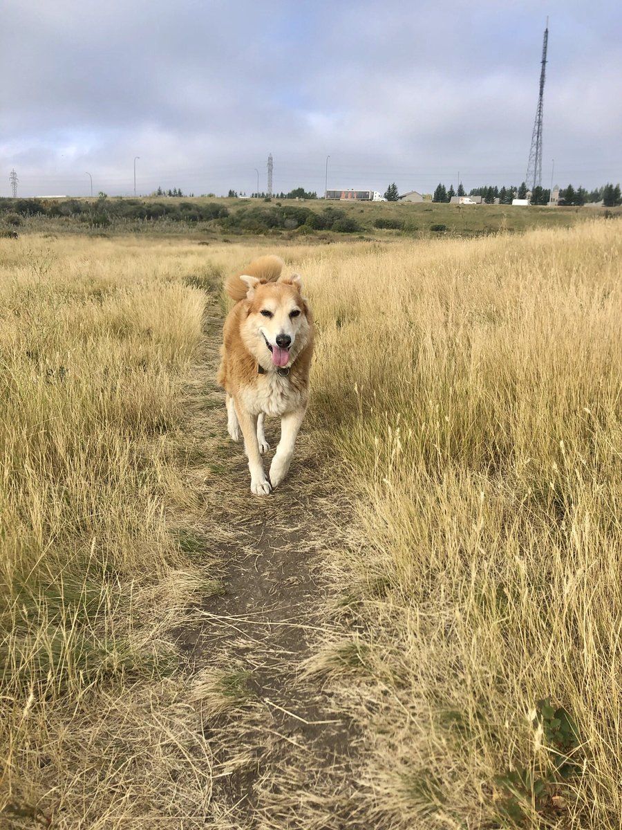 jazzy_and_funky's tweet photo. Happy Roxy at Edworthy Park #edworthydogparkcalgary #roxythedog #roxypooch #shibainu #shibainumix #shibainux #bordercollie #bordercolliemix #bordercolliex #yycdogs https://t.co/SrxwKwPuiC