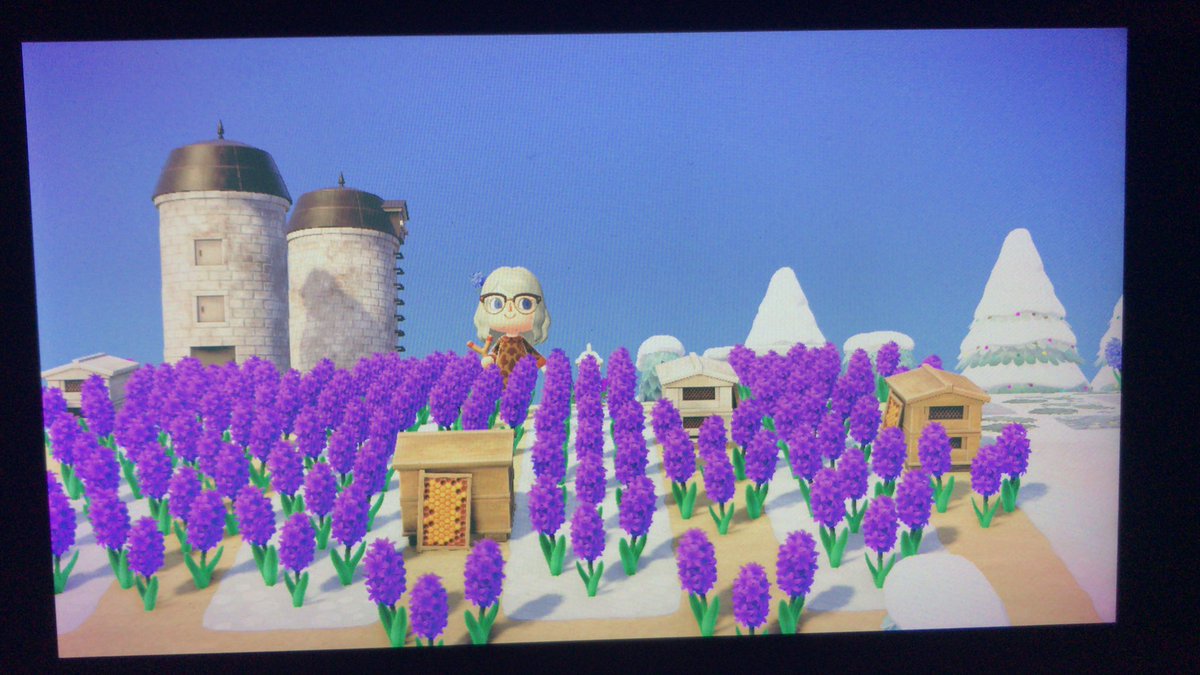 misstrachy2000's tweet photo. Does anyone need any purple hyacinth flowers ?☺️ #acnh #AnimalCrossingNewHorizons #ACNHTRADE https://t.co/RfcNGQ388O