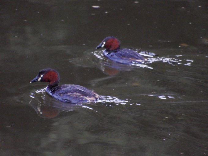 水鳥のtwitterイラスト検索結果