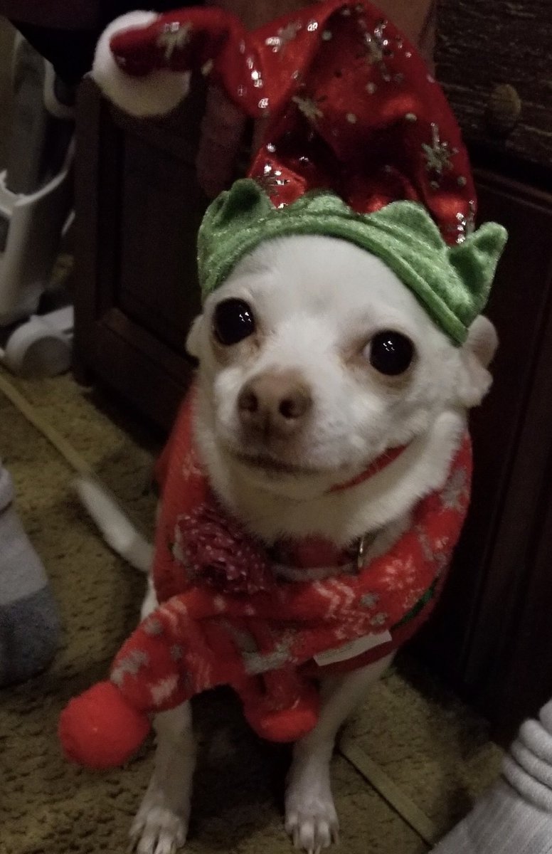 WeaselWhiskey's tweet photo. It’s not even Christmas and my humans are dressing me up. FML!!! https://t.co/b8wqcykjAe
