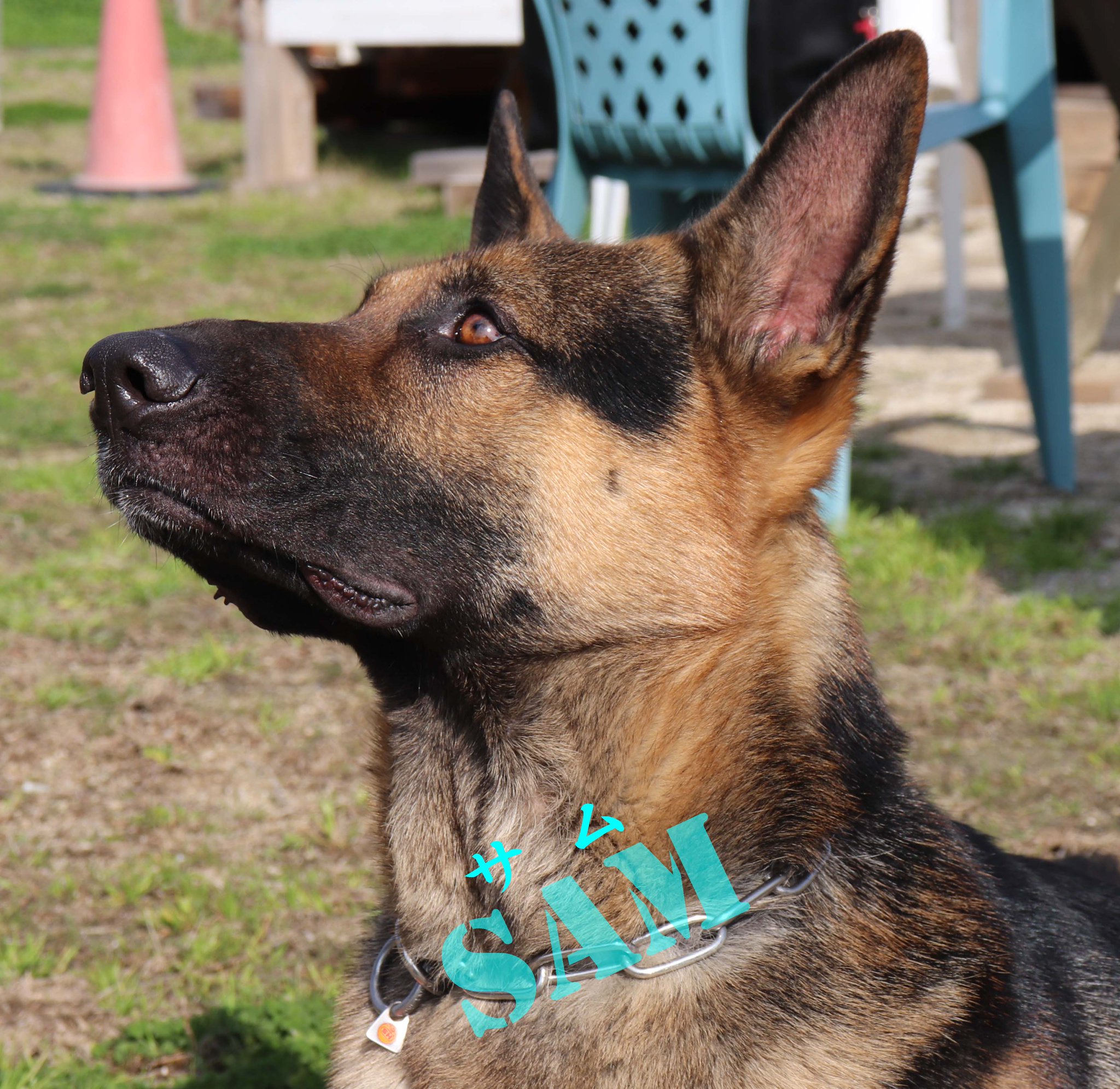 佐賀県警察 鑑識課 警察犬サム アリス出動 警察犬サムとアリスが 行方不明者捜索のため出動しました 行方不明者は無事発見されました 佐賀県警察では警察嘱託犬と指導手を募集しています 佐賀県の安全安心のため 一緒に働いてみませんか 佐賀県警察 鑑識課 警察犬サム アリス出動 警察犬サムとアリスが 行方不明者捜索のため出動しました 行方不明者は無事発見されました 佐賀県警察では警察嘱託犬と指導手を募集しています 佐賀県の安全安心のため 一緒に働いてみませんか