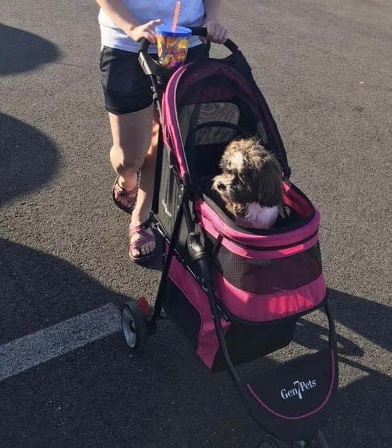 BeanPaisley's tweet photo. Throwback Thursday to when my Hoomom thought I was a baby. Thank goodness none of my friends saw me! 🙄🙄
#dogsoftwitter 
#ThrowbackThursday 
#hidemenow 
#iamofficiallyembarrased
#zuchonmoments https://t.co/amafYjprl5