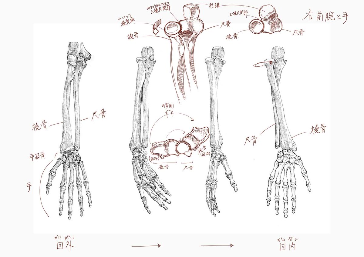 今日と先週の美術解剖学の板書
上肢の骨格についてでした。
#美術解剖学 