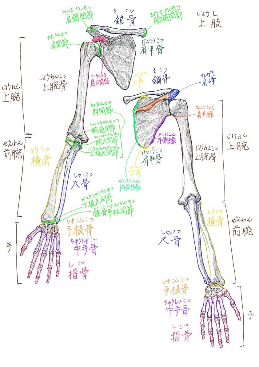 今日と先週の美術解剖学の板書
上肢の骨格についてでした。
#美術解剖学 