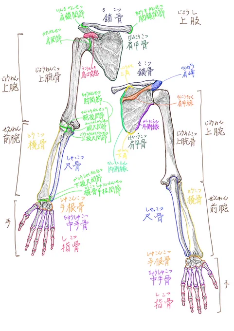 今日と先週の美術解剖学の板書上肢の骨格についてでした。#美術解剖学 