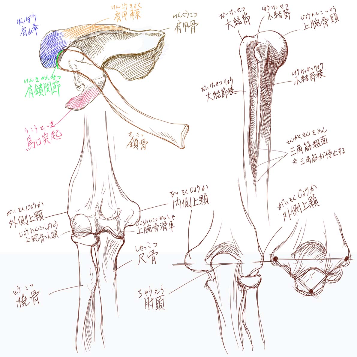 今日と先週の美術解剖学の板書
上肢の骨格についてでした。
#美術解剖学 