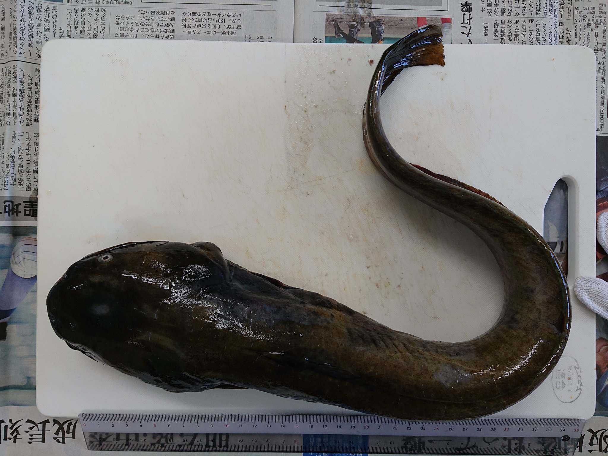 旭川医大寄生虫学講座 まず ナマズを準備します 本州産です