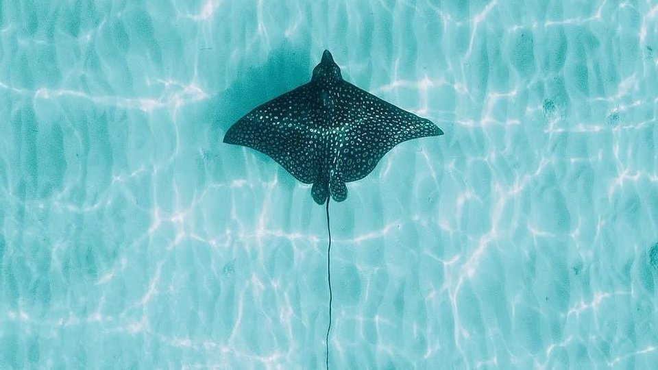 The eagle ray is the headliner but can you spot the starfish

#Negril #Jamaica #VisitJamaica #GetAllRight #ExploreJamaica #DiscoverJamaica #JamaicaTravel #JamaicaHolidays #jamaicatourism #jamaicaculture #villa #adventuretravel #wonderlust #travellife #traveler #luxuryholidays