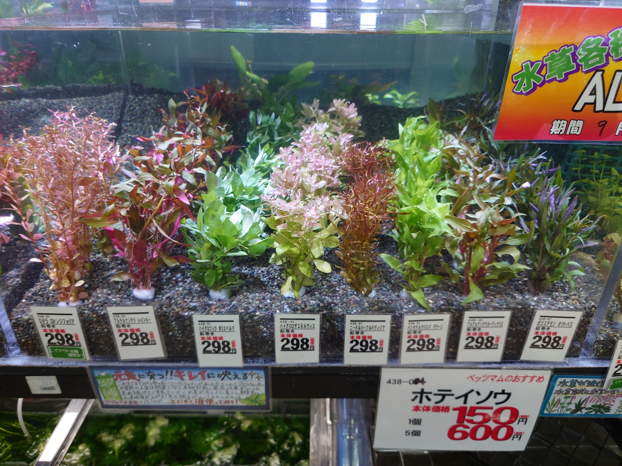 ペッツ マム鎌田店 ロタラ ロトンジフォリア アルテルナンテラ レインキー ハイグロ ポリスペルマ ハイグロ ロザエネルヴィス ニードルリーフ ルドヴィジア パンタナルクリスパ グリーン アルテルナンテラ ガーディナリス ポゴステモン